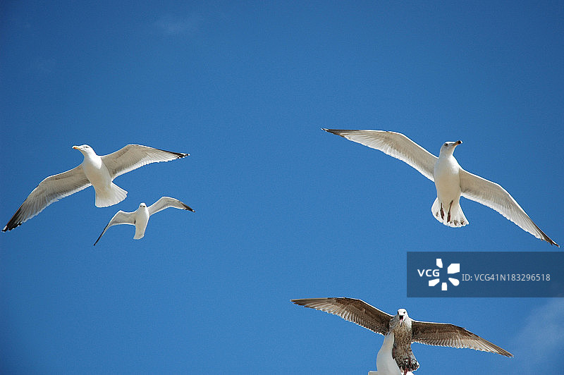 海鸥与蓝天图片素材