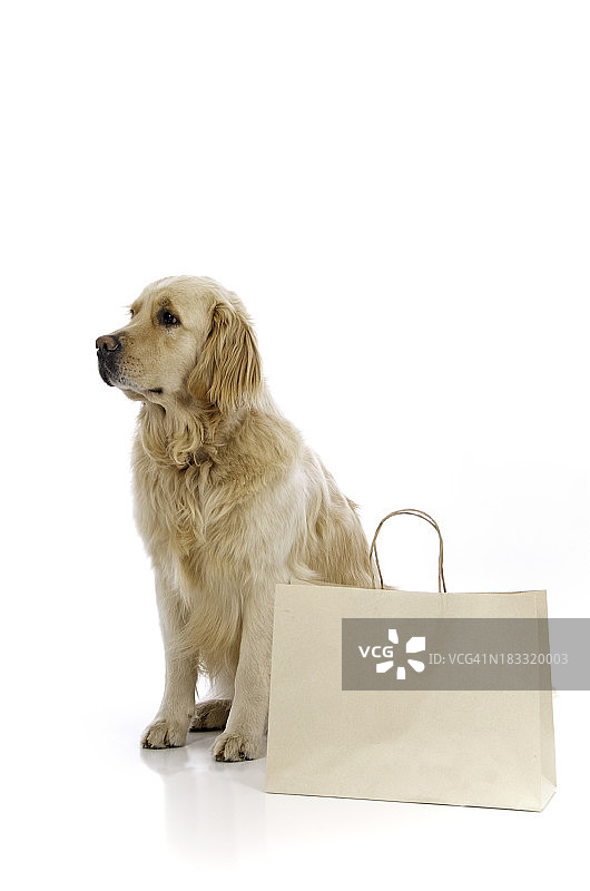 拿着空白购物袋的金毛寻回犬图片素材
