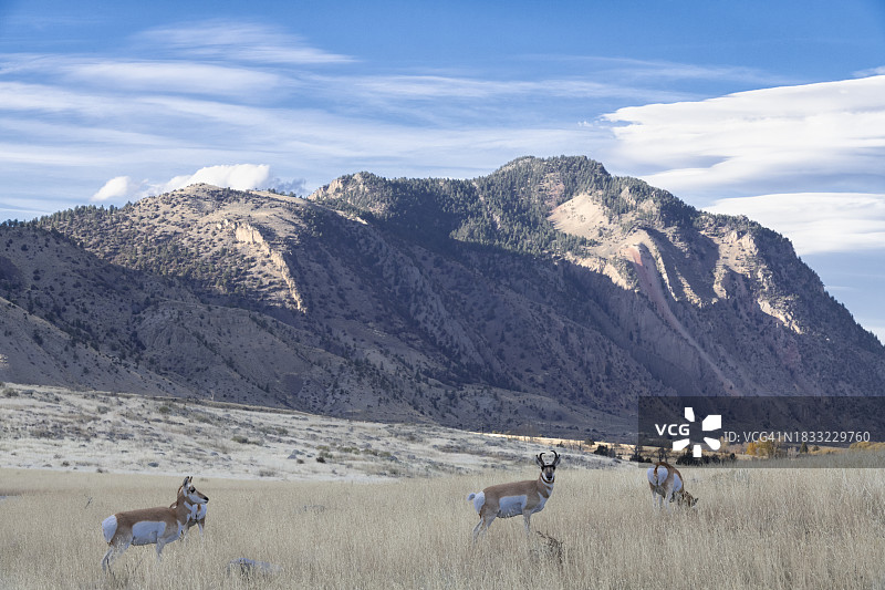 叉角羚，黄石国家公园图片素材