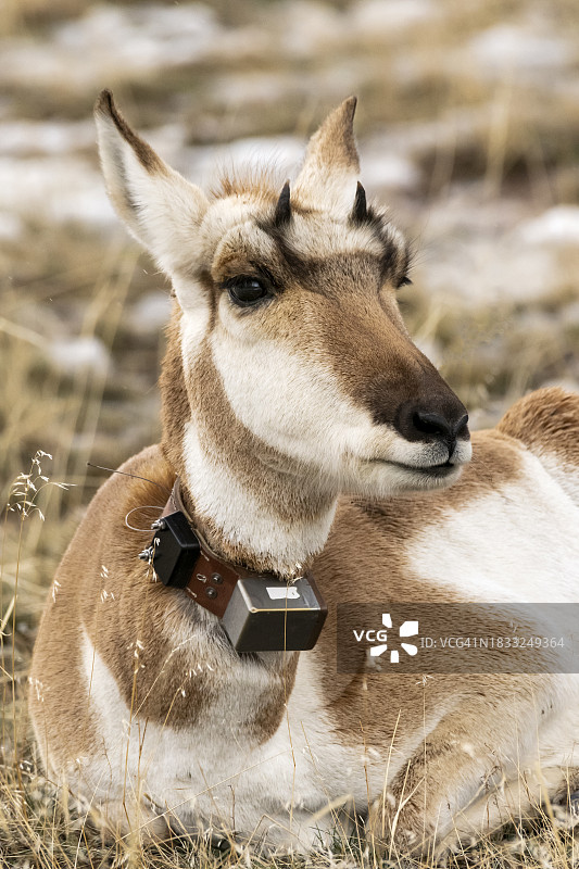 带有无线电项圈的叉角羚羊研究动物（蒙大拿州西部）图片素材
