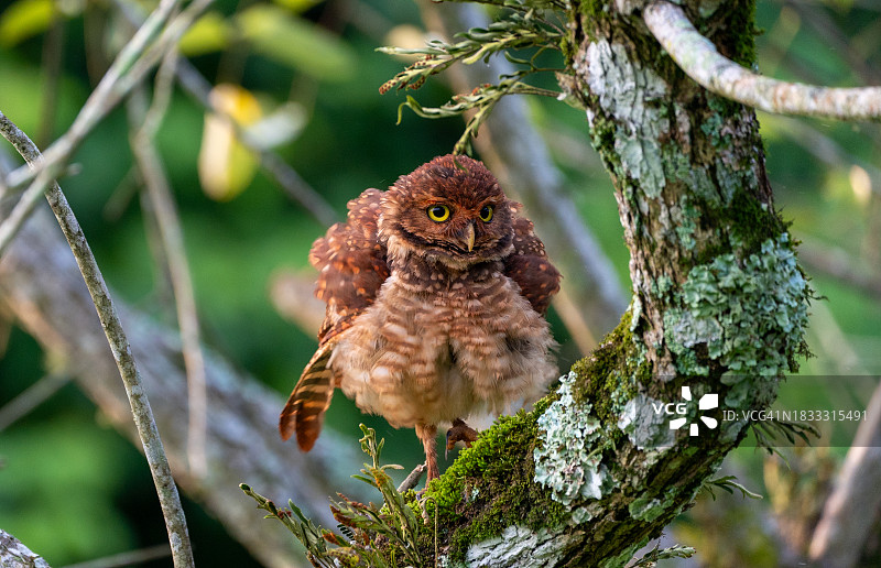 伊瓜苏国家公园的穴鸮图片素材