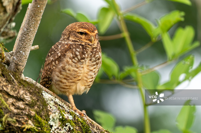 伊瓜苏国家公园的穴鸮图片素材