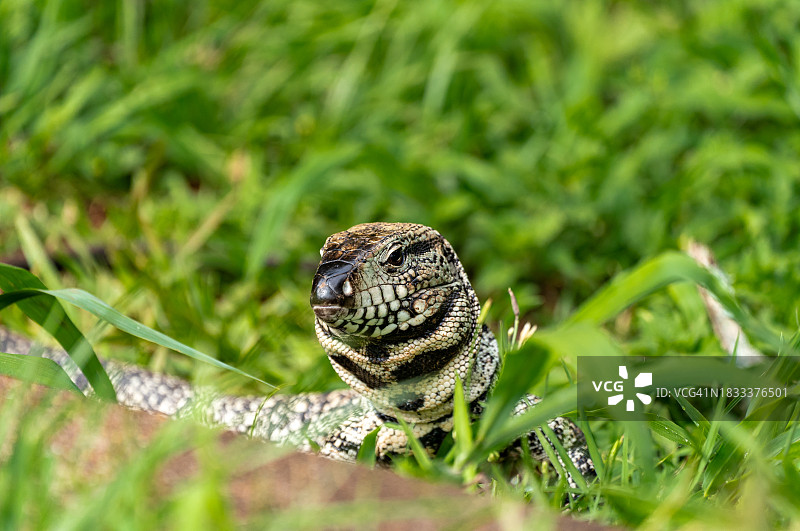 在阿根廷和巴西交界的伊瓜苏国家公园，黑白南美蜥蜴现身于壮丽的伊瓜苏瀑布图片素材