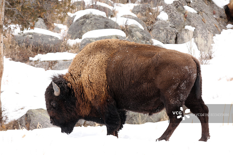 冬季黄石公园的野牛图片素材