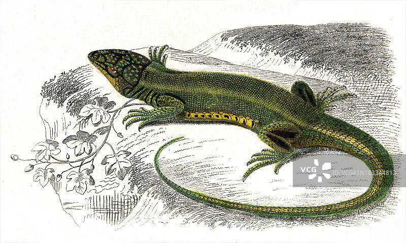 绿色蜥蜴1849年历史插图图片素材