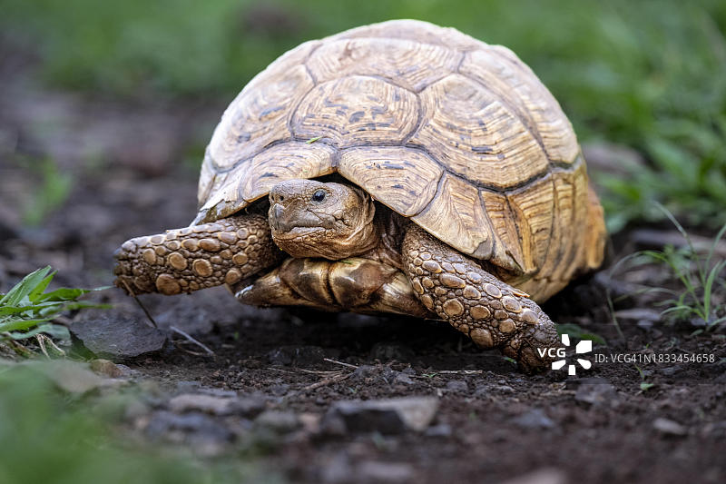 豹纹陆龟，位于南非夸祖鲁-纳塔尔省图片素材