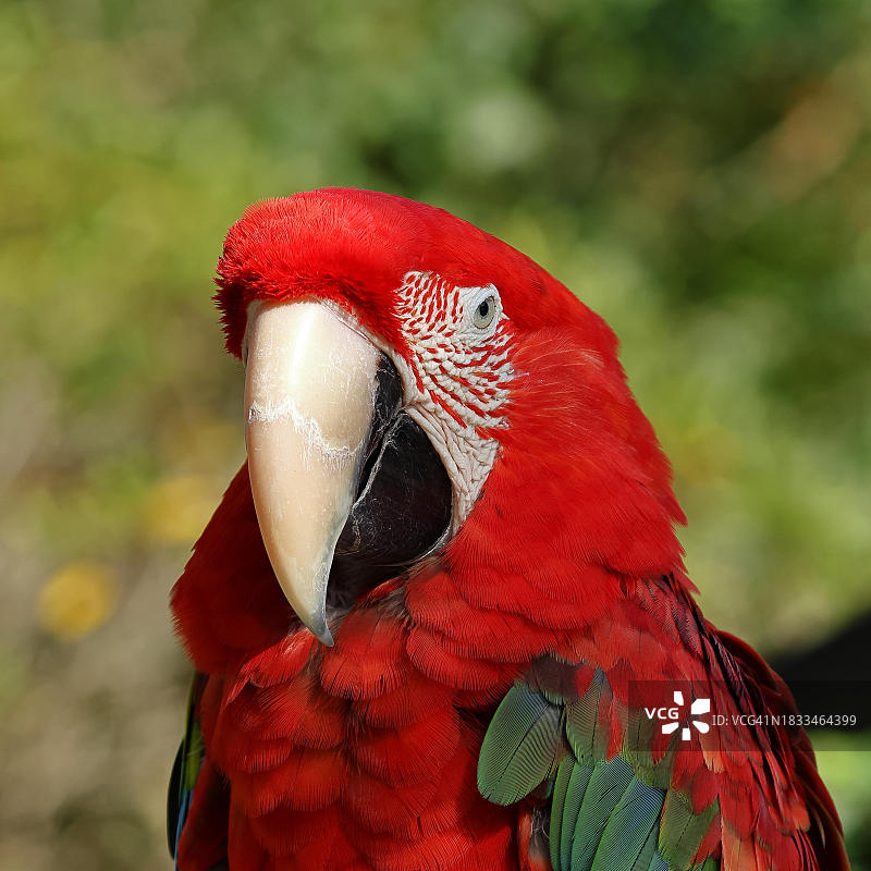 红绿金刚鹦鹉动物画像，人工饲养，分布于南美洲，德国黑森州图片素材