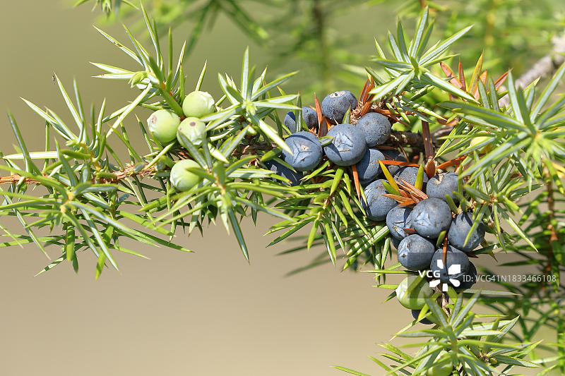 普通刺柏的树枝与成熟和未成熟的浆果，黑森州，德国图片素材