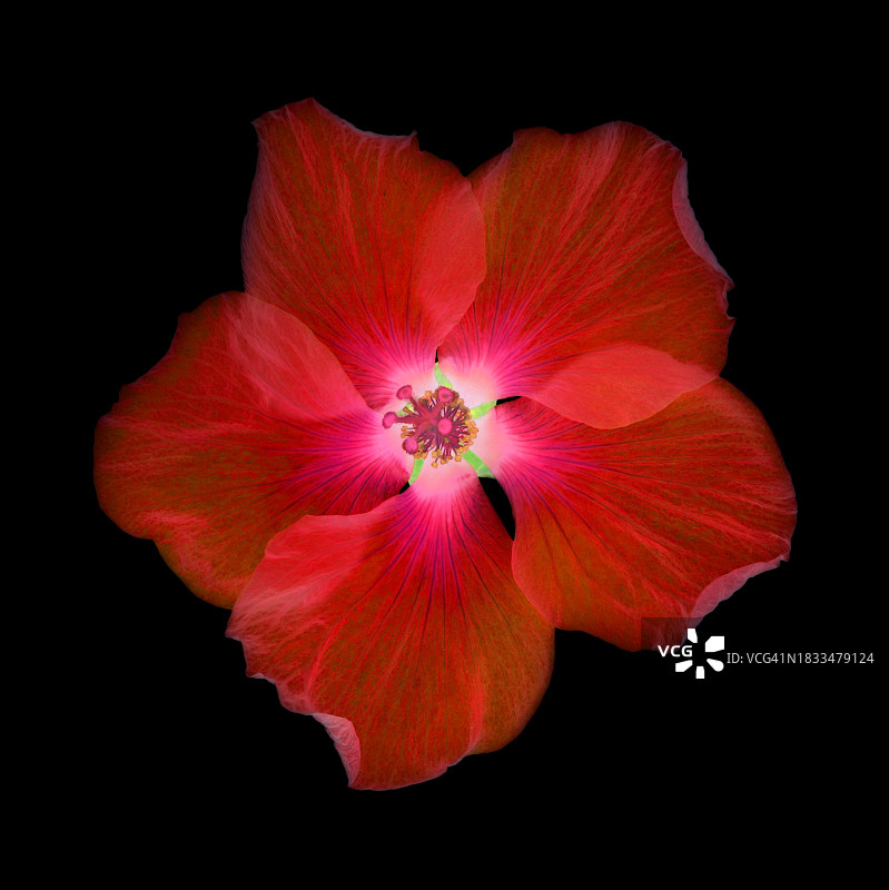 黑色方块上的红色芙蓉花特写图片素材