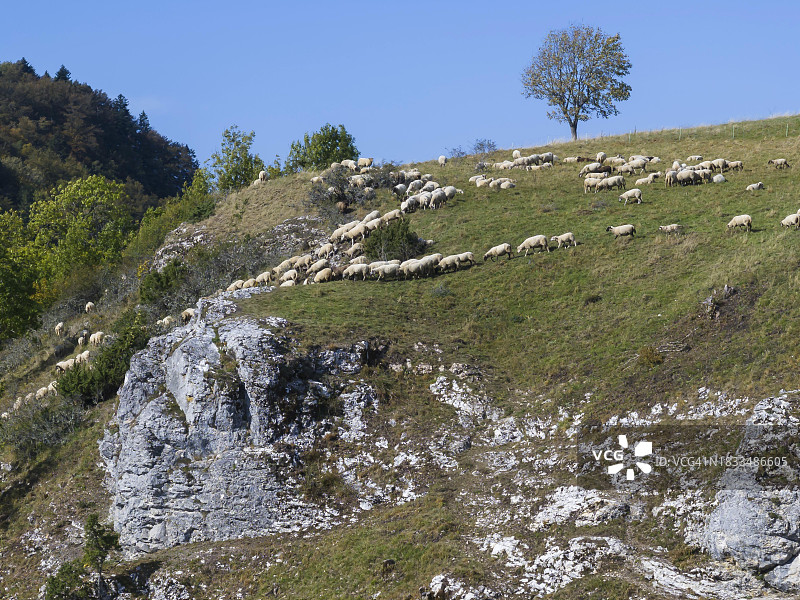 洛兴自然保护区秋景：施瓦本阿尔布的羊群，德国巴林根图片素材