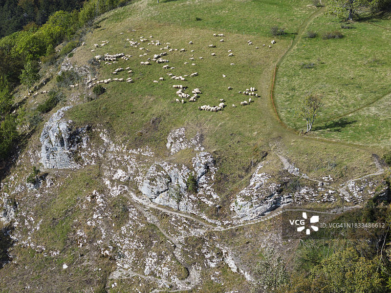 洛兴自然保护区秋景：施瓦本阿尔布的羊群，德国巴林根图片素材