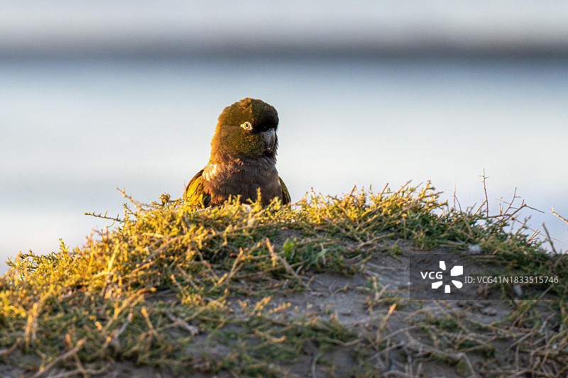 巴塔哥尼亚鹦鹉，内格罗河省秃鹰温泉，阿根廷图片素材