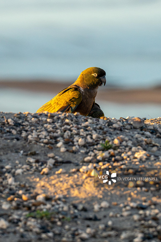 巴塔哥尼亚鹦鹉，内格罗河省秃鹰温泉，阿根廷图片素材