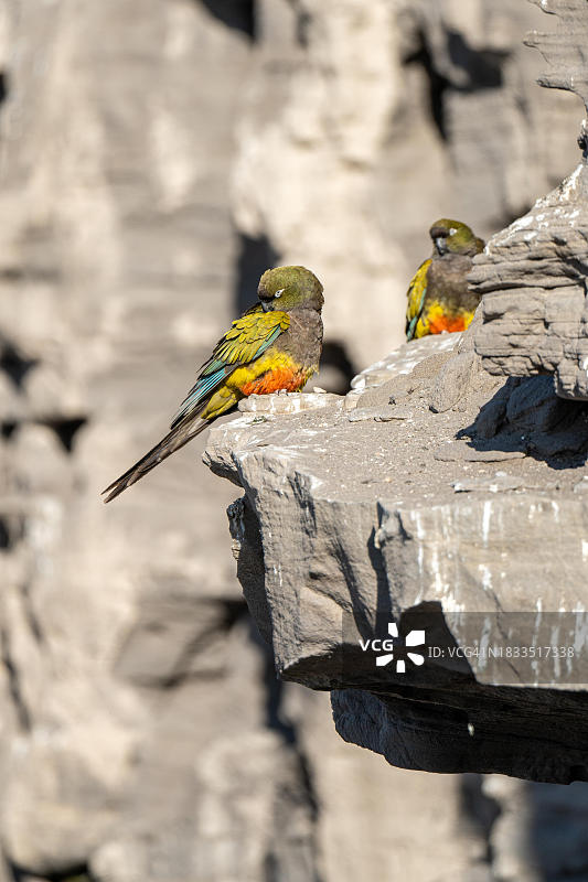 阿根廷内格罗河省的岩石鹦鹉图片素材