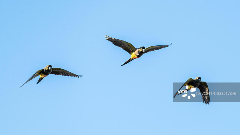 阿根廷内格罗河省的岩石鹦鹉图片素材