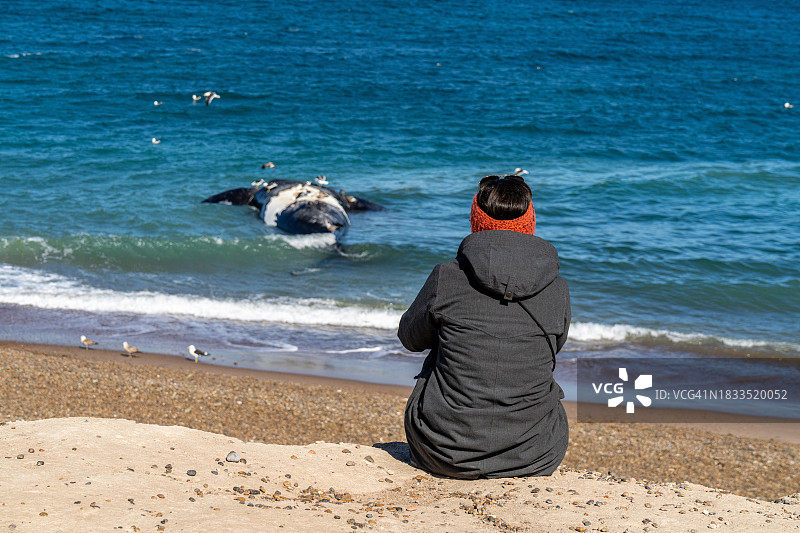 阿根廷瓦尔德斯半岛的南露脊鲸尸体。图片素材
