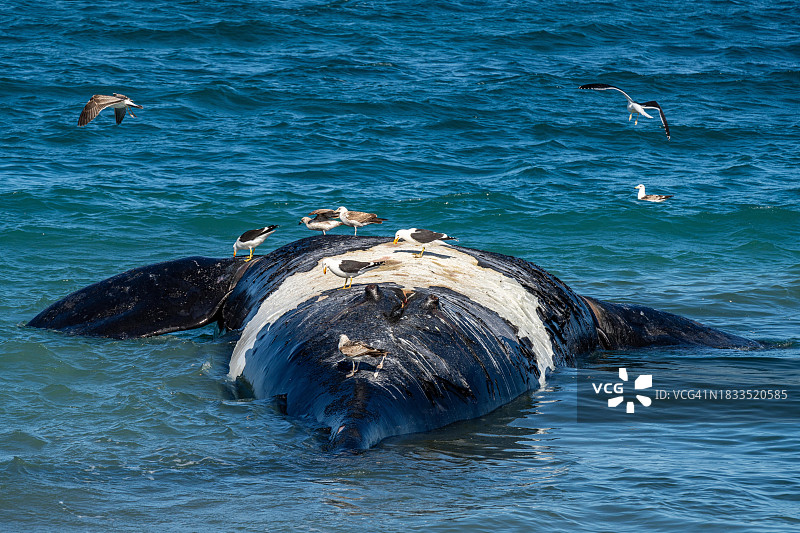 阿根廷瓦尔德斯半岛的南露脊鲸尸体。图片素材