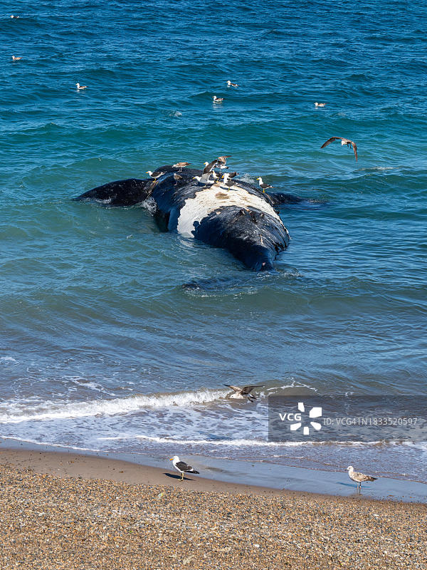 阿根廷瓦尔德斯半岛的南露脊鲸尸体。图片素材