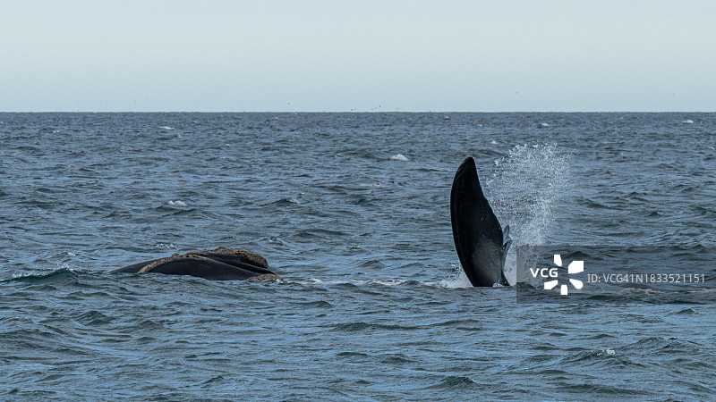 南露脊鲸图片素材