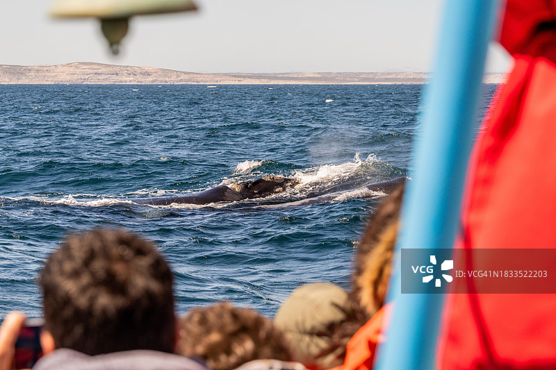南露脊鲸，阿根廷丘布特省瓦尔德斯半岛图片素材
