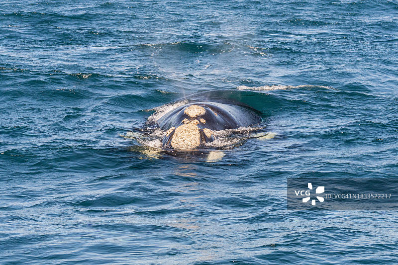 南露脊鲸，阿根廷丘布特省瓦尔德斯半岛图片素材