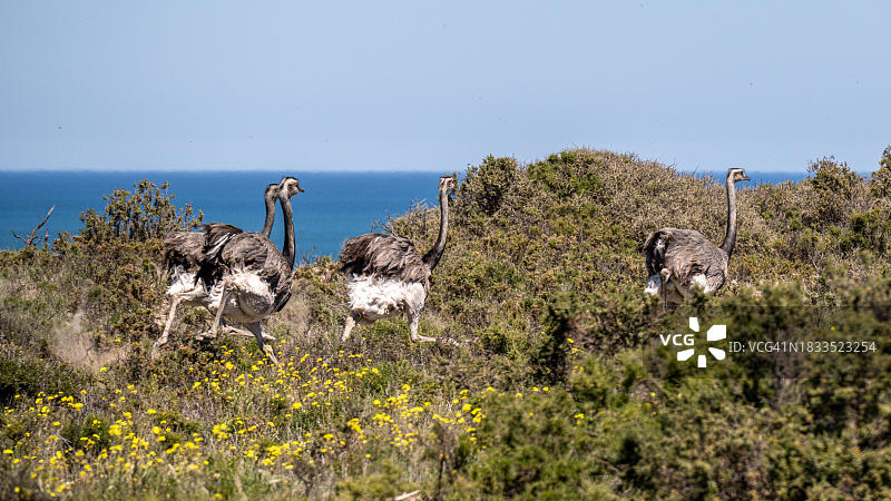 美洲鸵鸟，内格罗河省，阿根廷图片素材