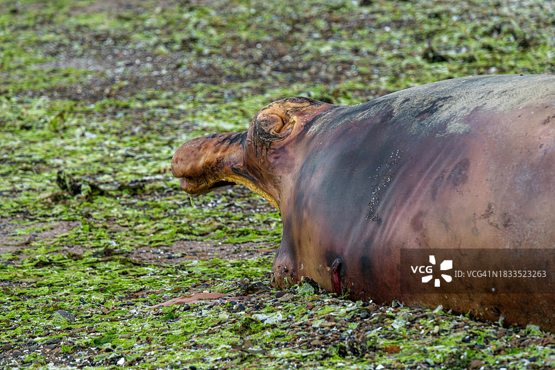 阿根廷瓦尔德斯半岛的南露脊鲸尸体图片素材