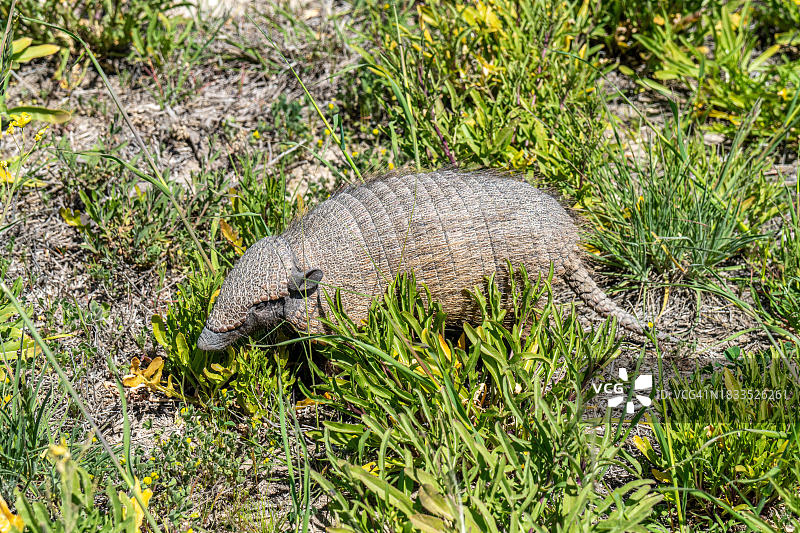 阿根廷内格罗河省的倭犰狳图片素材