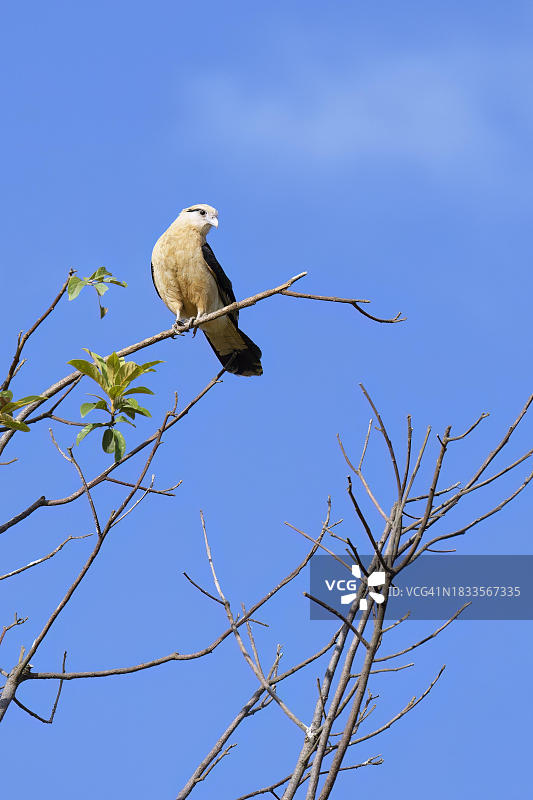 在巴西米纳斯吉拉斯州卡纳斯特拉山国家公园树枝上的黄头卡拉鹰图片素材