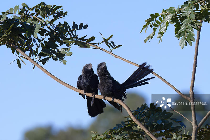 裸嘴鸦在枝头与幼鸟图片素材