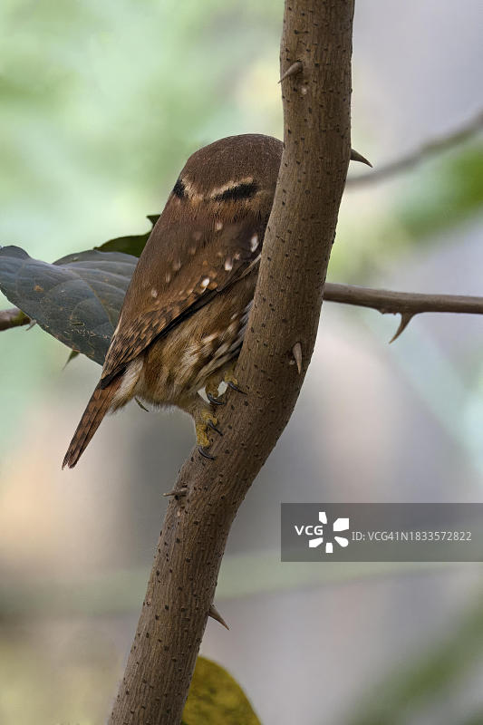 巴西小鸮（Glaucidium brasilianum），拍摄于巴西米纳斯吉拉斯州卡纳斯特拉山国家公园图片素材