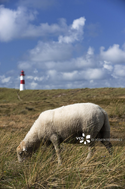 德国叙尔特岛埃伦博根沙丘景观中的绵羊图片素材