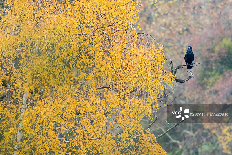 德国黑森，站立在树枝上的普通鸬鹚，前景秋日桦树图片素材