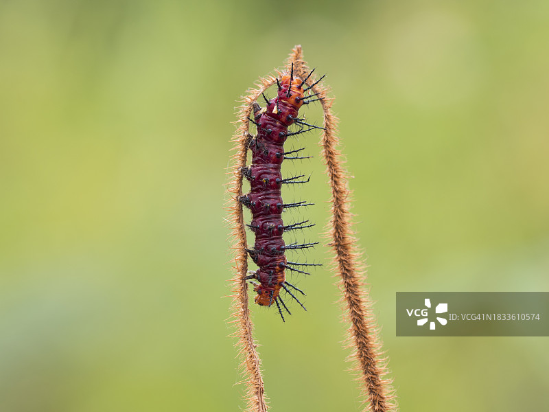 毛毛虫在植物上的特写图片素材