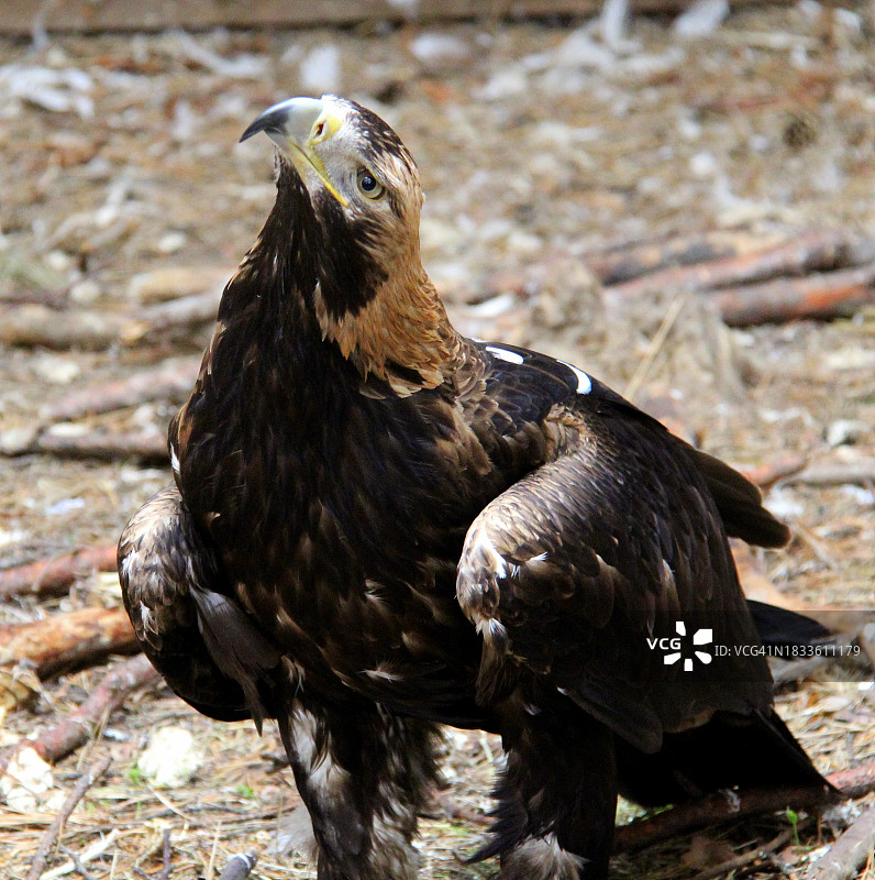 老鹰飞过田野的特写图片素材