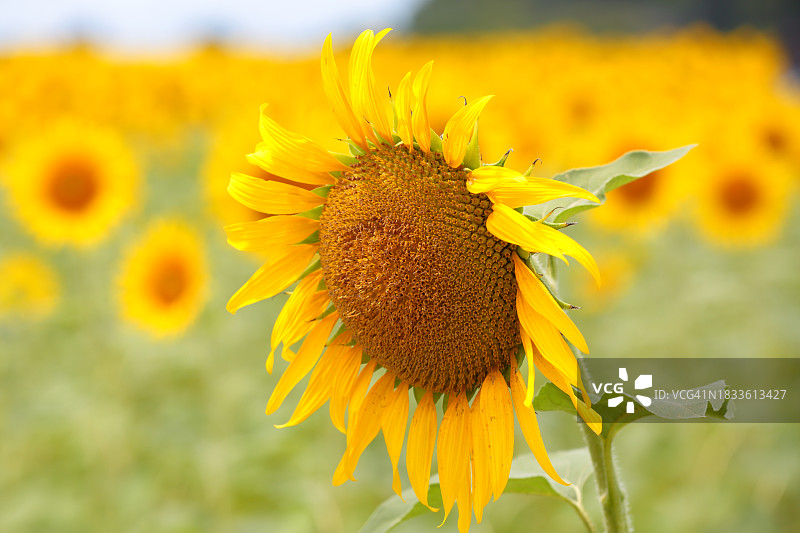 田野里的向日葵特写图片素材