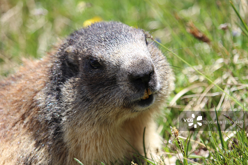 田野上的松鼠特写图片素材