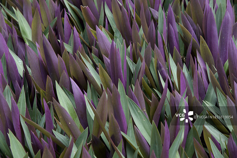 斯里兰卡汉班托塔紫色开花植物的特写镜头图片素材