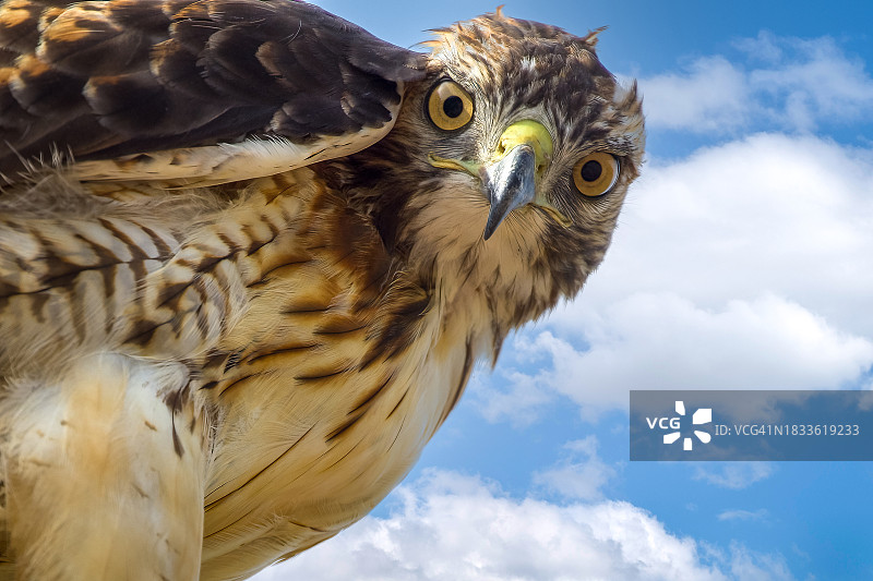 仰视猫头鹰图片素材