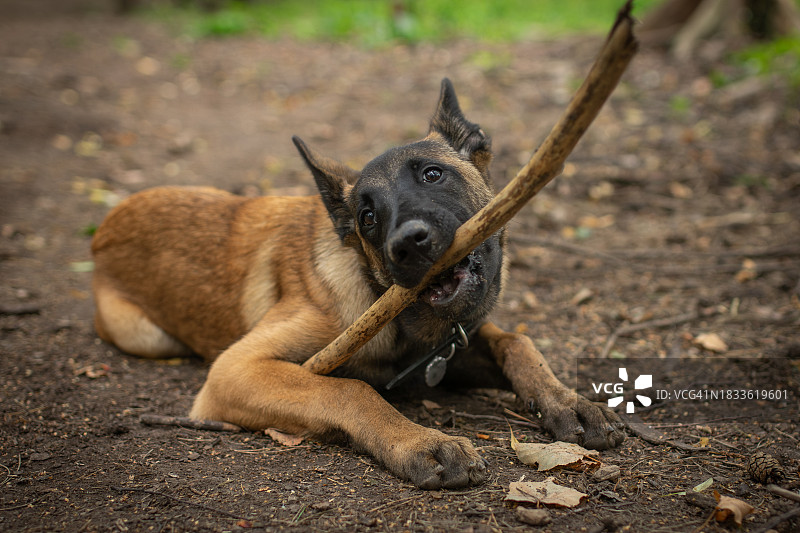 在田野上休息的纯种牧羊犬肖像图片素材