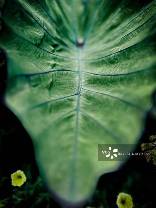 加拿大绿叶特写图片素材