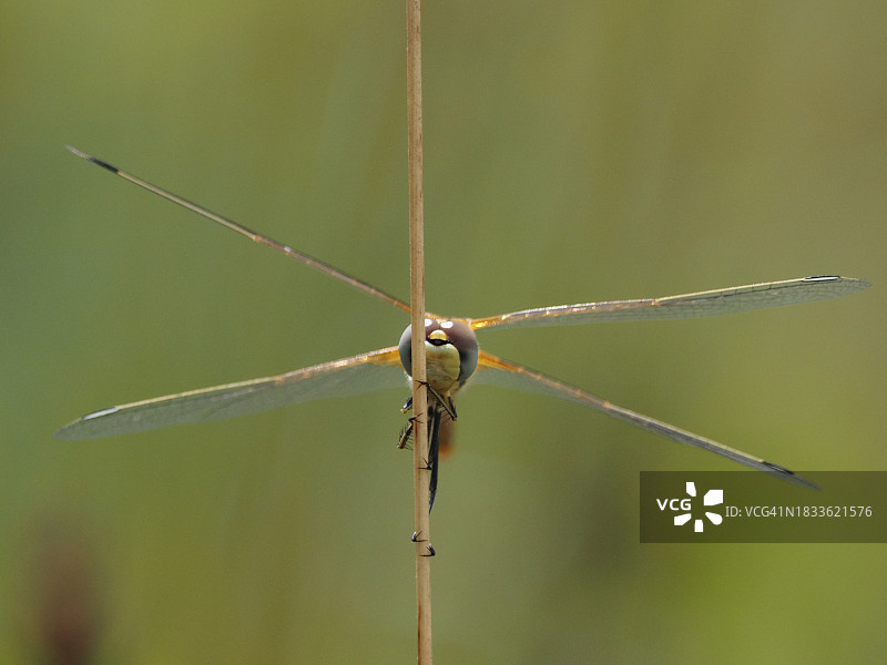 蜻蜓在植物上的特写图片素材