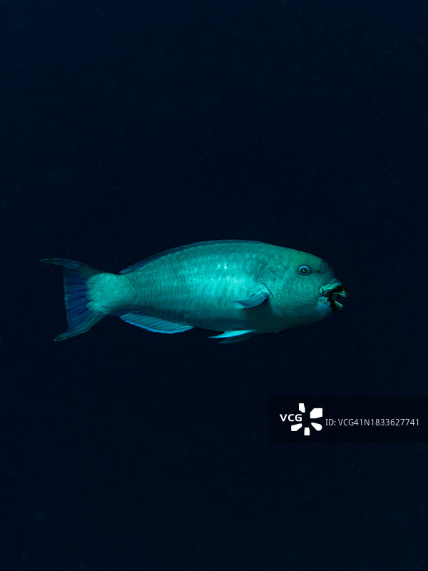 海中游泳的苏眉鱼特写图片素材
