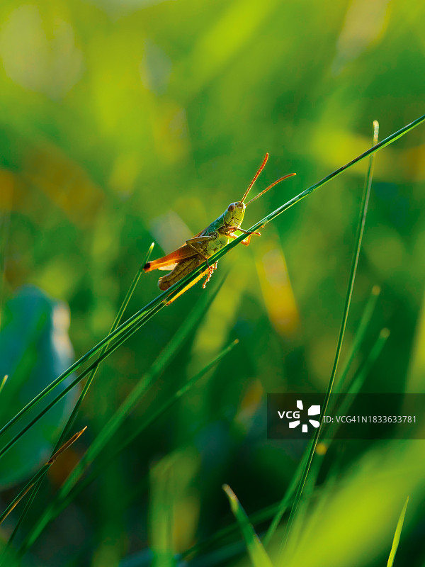 蜻蜓在植物上的特写图片素材