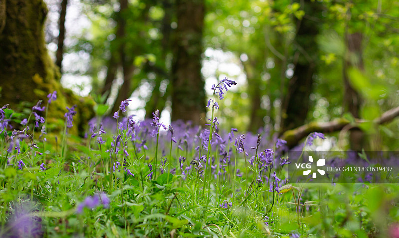 田野上紫色开花植物的特写图片素材