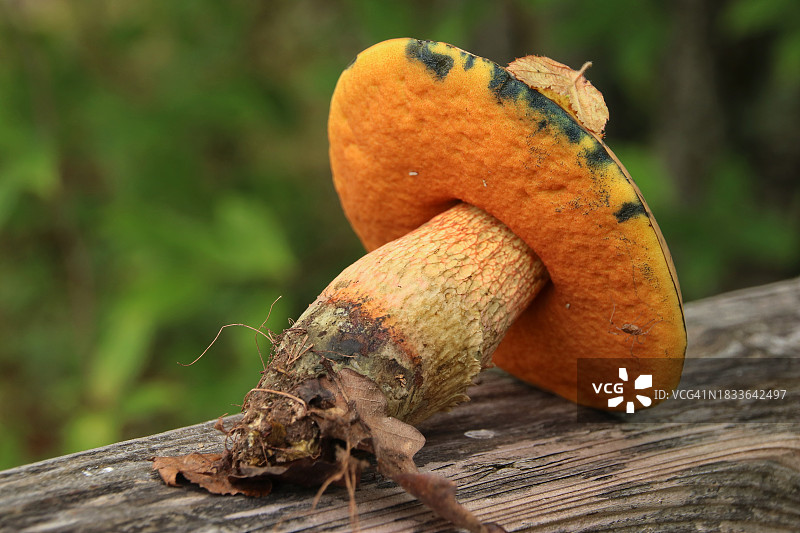 特写：木头上的蘑菇图片素材