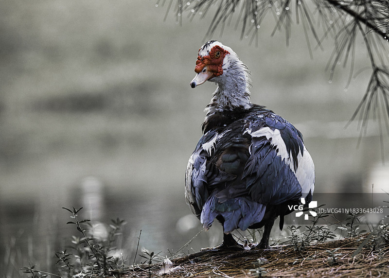 美国阿米莉亚·埃尔哈特公园栖息在田野上的鸭子特写图片素材