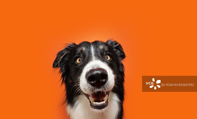 在橙色背景下微笑的快乐边境牧羊犬图片素材