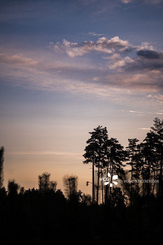 日落时分卡托维兹的树木轮廓图片素材