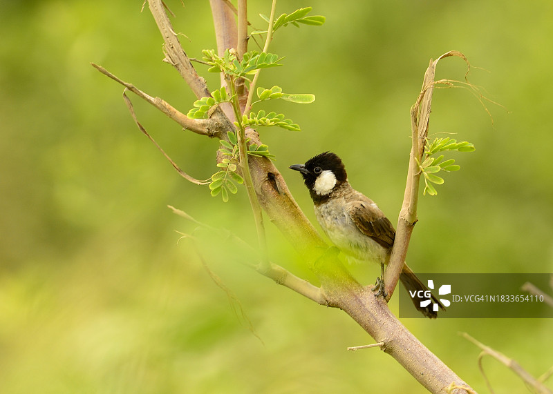 栖息在树枝上的歌夜莺特写图片素材
